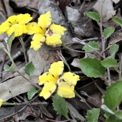 Goodenia hederacea (Ivy Goodenia) at Downer, ACT - 29 Sep 2020 by Sarah2019