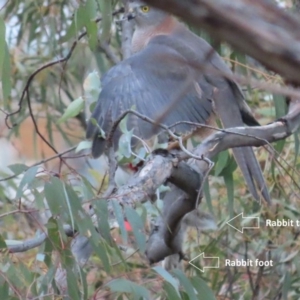 Oryctolagus cuniculus at Garran, ACT - 17 Sep 2020