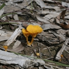 Lichenomphalia chromacea (Yellow Navel) at Bruce, ACT - 29 Sep 2020 by AllanS