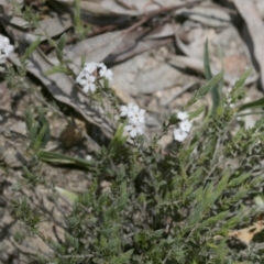 Leucopogon virgatus (Common Beard-heath) at Downer, ACT - 29 Sep 2020 by AllanS