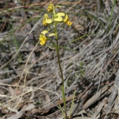 Diuris nigromontana (Black Mountain Leopard Orchid) at Downer, ACT - 29 Sep 2020 by AllanS