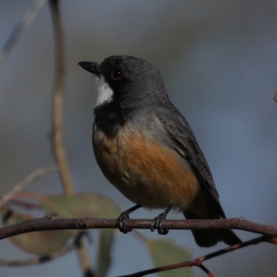 Pachycephala rufiventris (Rufous Whistler) at Majura, ACT - 28 Sep 2020 by jb2602