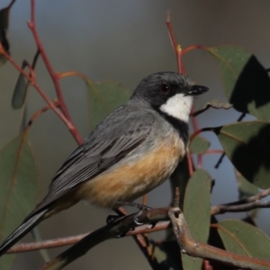 Pachycephala rufiventris at Majura, ACT - 28 Sep 2020