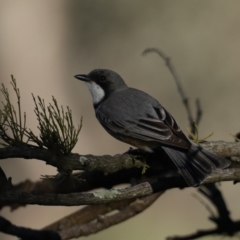 Pachycephala rufiventris at Majura, ACT - 28 Sep 2020