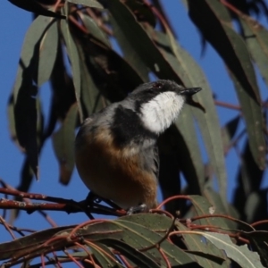 Pachycephala rufiventris at Majura, ACT - 28 Sep 2020