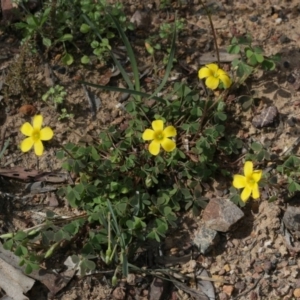 Oxalis exilis at Downer, ACT - 29 Sep 2020 01:50 PM