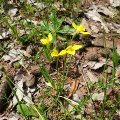 Diuris chryseopsis (Golden Moth) at Wodonga, VIC - 18 Sep 2020 by ClaireSee