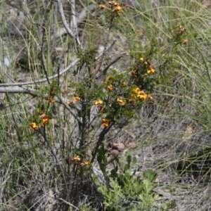 Dillwynia sp. at Black Mountain - 29 Sep 2020