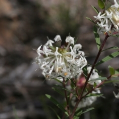 Pimelea linifolia subsp. linifolia (Queen of the Bush, Slender Rice-flower) at Downer, ACT - 29 Sep 2020 by AllanS