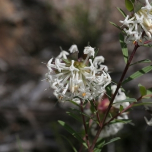 Pimelea linifolia subsp. linifolia at Downer, ACT - 29 Sep 2020 02:01 PM