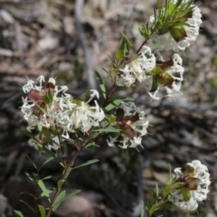 Pimelea linifolia subsp. linifolia at Downer, ACT - 29 Sep 2020 02:01 PM