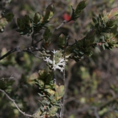 Brachyloma daphnoides (Daphne Heath) at Downer, ACT - 29 Sep 2020 by AllanS