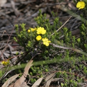 Hibbertia calycina at Downer, ACT - 29 Sep 2020