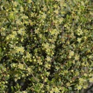 Phyllanthus occidentalis at Downer, ACT - 29 Sep 2020