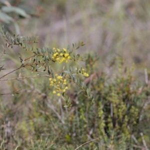 Acacia buxifolia subsp. buxifolia at O'Connor, ACT - 29 Sep 2020