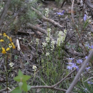 Stackhousia monogyna at Downer, ACT - 29 Sep 2020