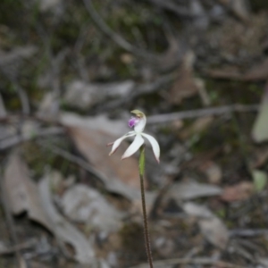 Caladenia ustulata at Downer, ACT - suppressed