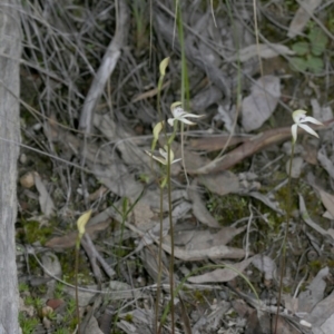 Caladenia ustulata at Downer, ACT - suppressed