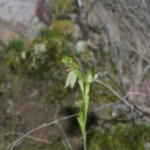 Bunochilus umbrinus (ACT) = Pterostylis umbrina (NSW) at suppressed - suppressed