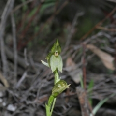 Bunochilus umbrinus (ACT) = Pterostylis umbrina (NSW) at suppressed - suppressed