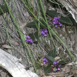 Hardenbergia violacea at Downer, ACT - 29 Sep 2020 03:36 PM