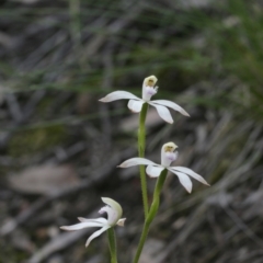 Caladenia ustulata (Brown Caps) at Downer, ACT - 29 Sep 2020 by AllanS