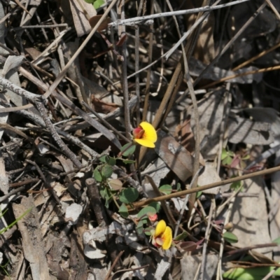 Bossiaea buxifolia (Matted Bossiaea) at Downer, ACT - 29 Sep 2020 by AllanS