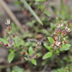 Pomax umbellata (A Pomax) at Downer, ACT - 29 Sep 2020 by Sarah2019