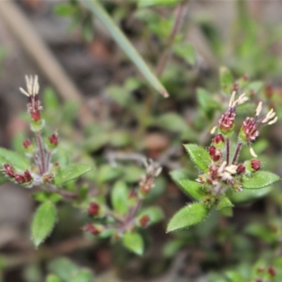 Pomax umbellata (A Pomax) at Downer, ACT - 29 Sep 2020 by Sarah2019