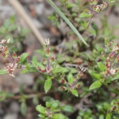 Pomax umbellata at Downer, ACT - 29 Sep 2020