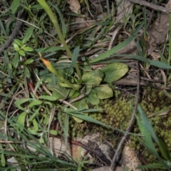 Pterostylis pedunculata (Maroonhood) at Tralee, NSW - 29 Sep 2020 by dan.clark