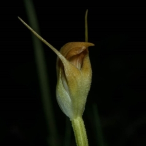 Pterostylis pedunculata at Tralee, NSW - 29 Sep 2020