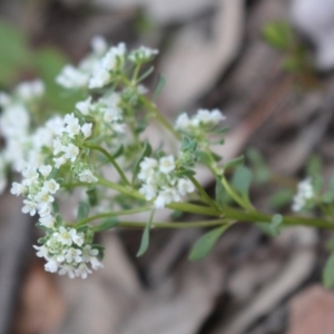 Poranthera microphylla at Acton, ACT - 29 Sep 2020