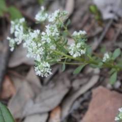 Poranthera microphylla at Acton, ACT - 29 Sep 2020