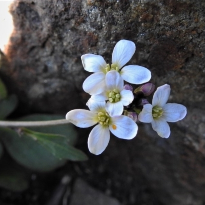 Cardamine franklinensis (Franklin Bitter Cress) at Booth, ACT - 29 Sep 2020 by JohnBundock