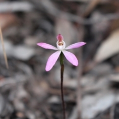 Caladenia fuscata (Dusky Fingers) at Acton, ACT - 29 Sep 2020 by Sarah2019