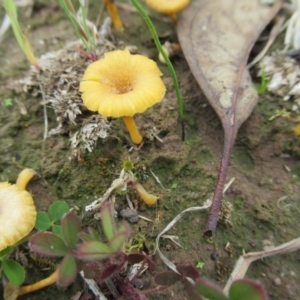 Lichenomphalia chromacea at Molonglo River Reserve - 27 Sep 2020