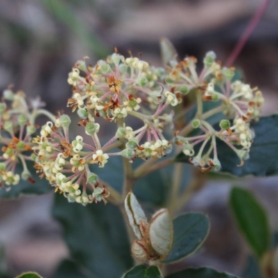 Pomaderris betulina subsp. actensis (Canberra Pomaderris) at Acton, ACT - 29 Sep 2020 by Sarah2019