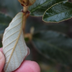 Pomaderris betulina subsp. actensis at Acton, ACT - 29 Sep 2020