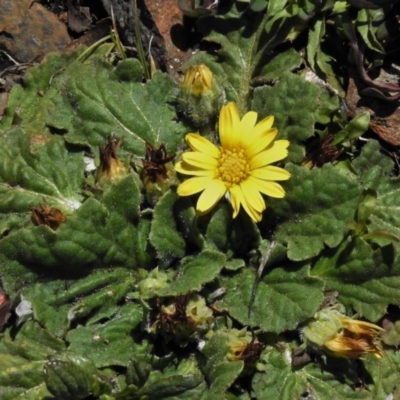 Cymbonotus sp. (preissianus or lawsonianus) (Bears Ears) at Booth, ACT - 29 Sep 2020 by JohnBundock