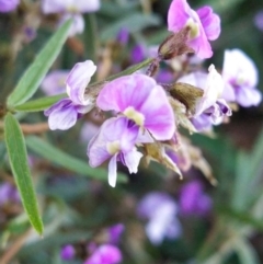 Glycine clandestina (Twining Glycine) at Flynn, ACT - 29 Sep 2020 by Coggo