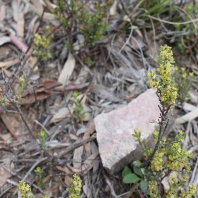 Phyllanthus occidentalis (Thyme Spurge) at Acton, ACT - 29 Sep 2020 by Sarah2019