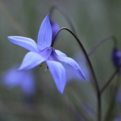 Stypandra glauca (Nodding Blue Lily) at Downer, ACT - 29 Sep 2020 by Sarah2019