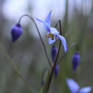 Stypandra glauca at Downer, ACT - 29 Sep 2020