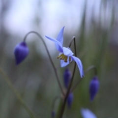 Stypandra glauca at Downer, ACT - 29 Sep 2020