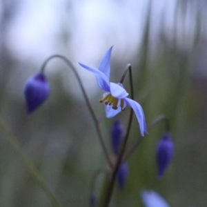 Stypandra glauca at Downer, ACT - 29 Sep 2020