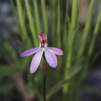 Caladenia fuscata (Dusky Fingers) at Hawker, ACT - 29 Sep 2020 by AlisonMilton