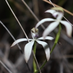 Caladenia ustulata at Acton, ACT - 29 Sep 2020