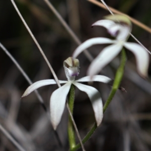 Caladenia ustulata at Acton, ACT - suppressed