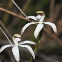 Caladenia ustulata at Acton, ACT - suppressed